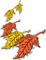 Falling Autumn leaves