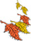 Fall colored leaves